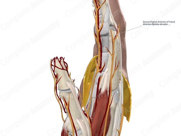 Dorsal Digital Arteries of Hand