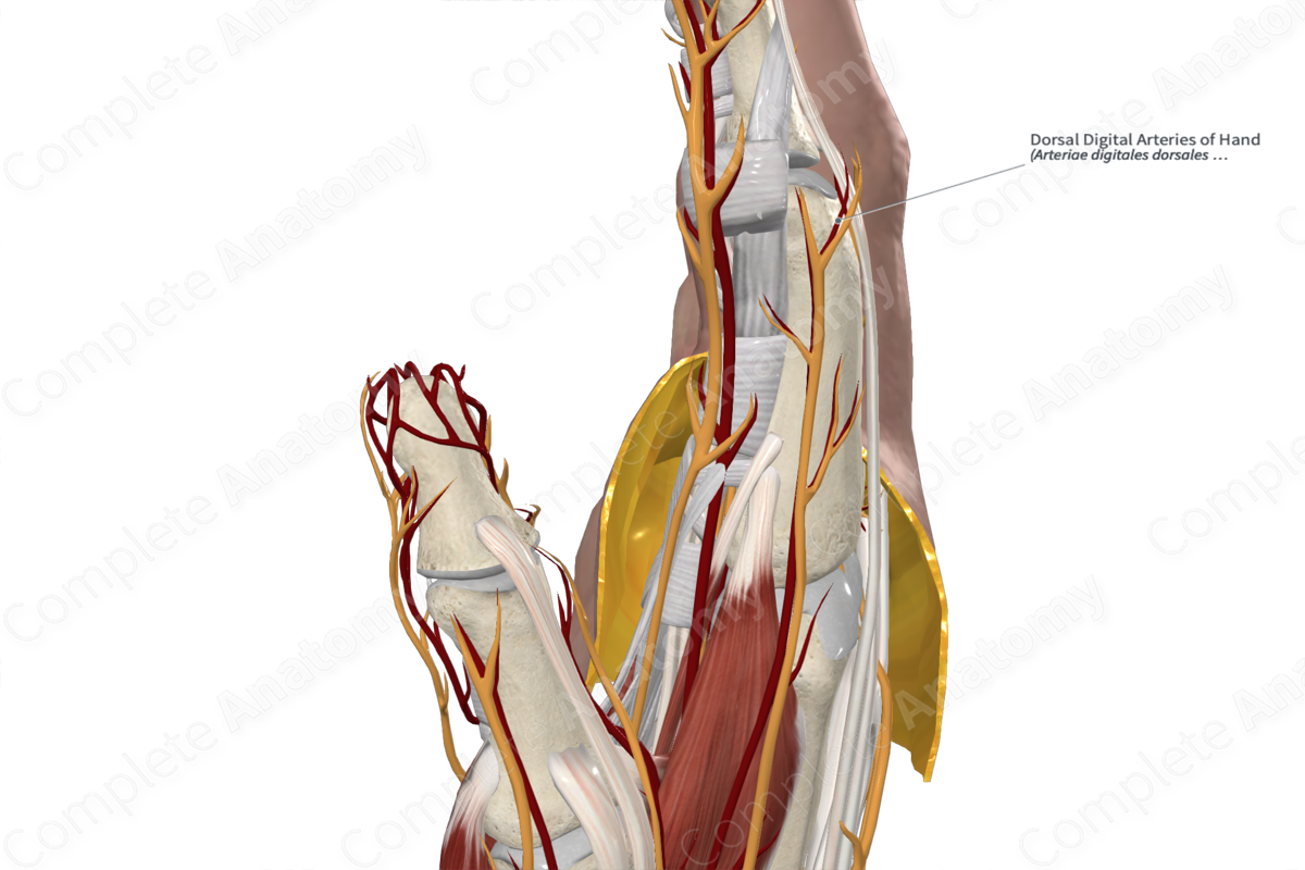 Dorsal Digital Arteries of Hand 