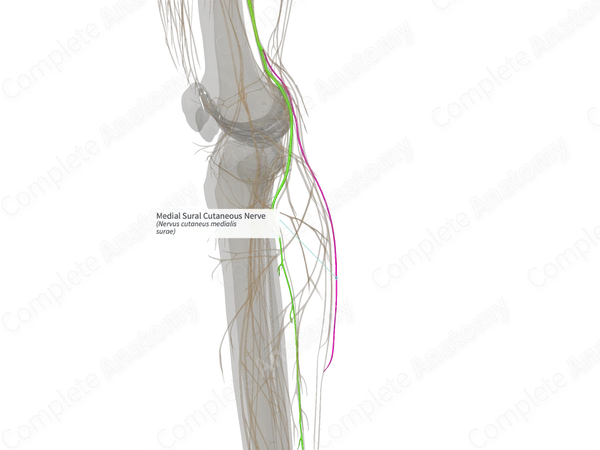 Medial Sural Cutaneous Nerve (Left)