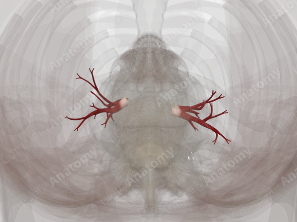 Pulmonary Veins