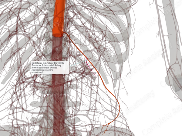 Collateral Branch of Eleventh Posterior Intercostal Artery (Right)