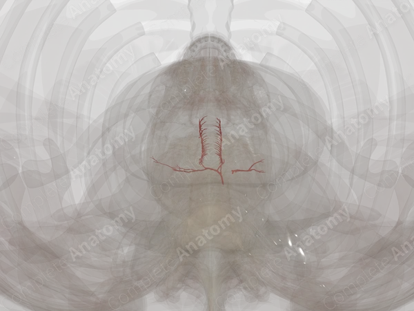 Arteries of Respiratory System