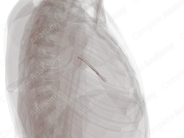 Bronchi of Middle Lobe of Right Lung
