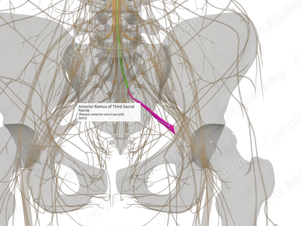 Anterior Ramus of Third Sacral Nerve (Left)