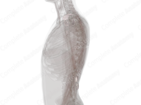 Bursae of Upper Limb (Left)