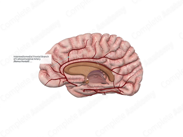 Intermediomedial Frontal Branch of Callosomarginal Artery