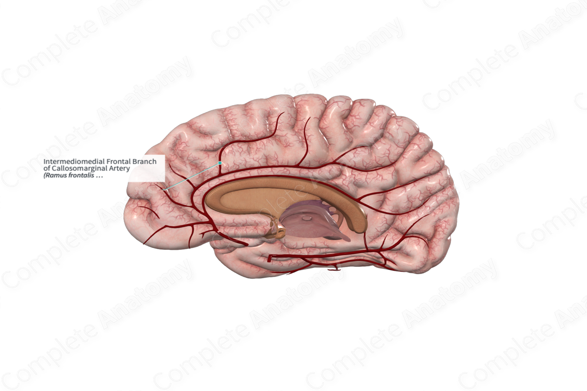 Intermediomedial Frontal Branch of Callosomarginal Artery 