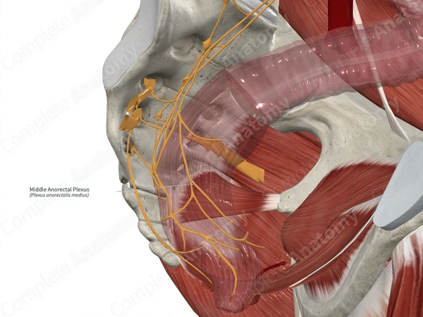 Middle Anorectal Plexus