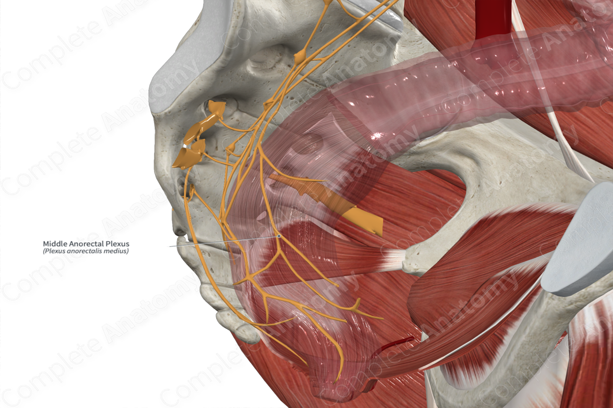 Middle Anorectal Plexus 