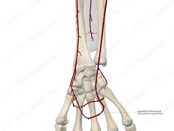 Superficial Palmar Arch