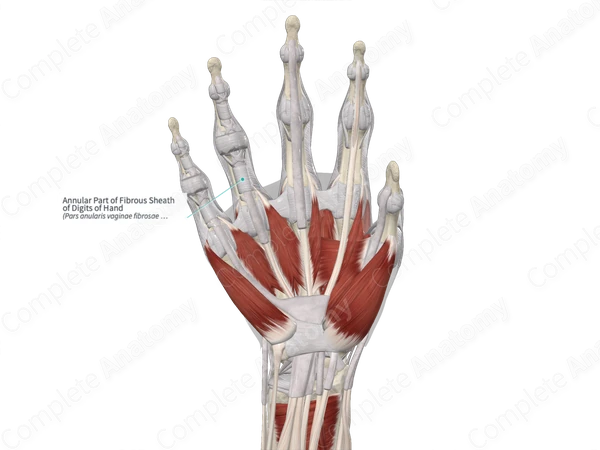 Annular Part of Fibrous Sheath of Digits of Hand