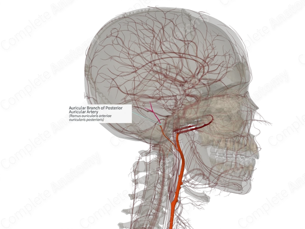 Auricular Branch of Posterior Auricular Artery (Left)