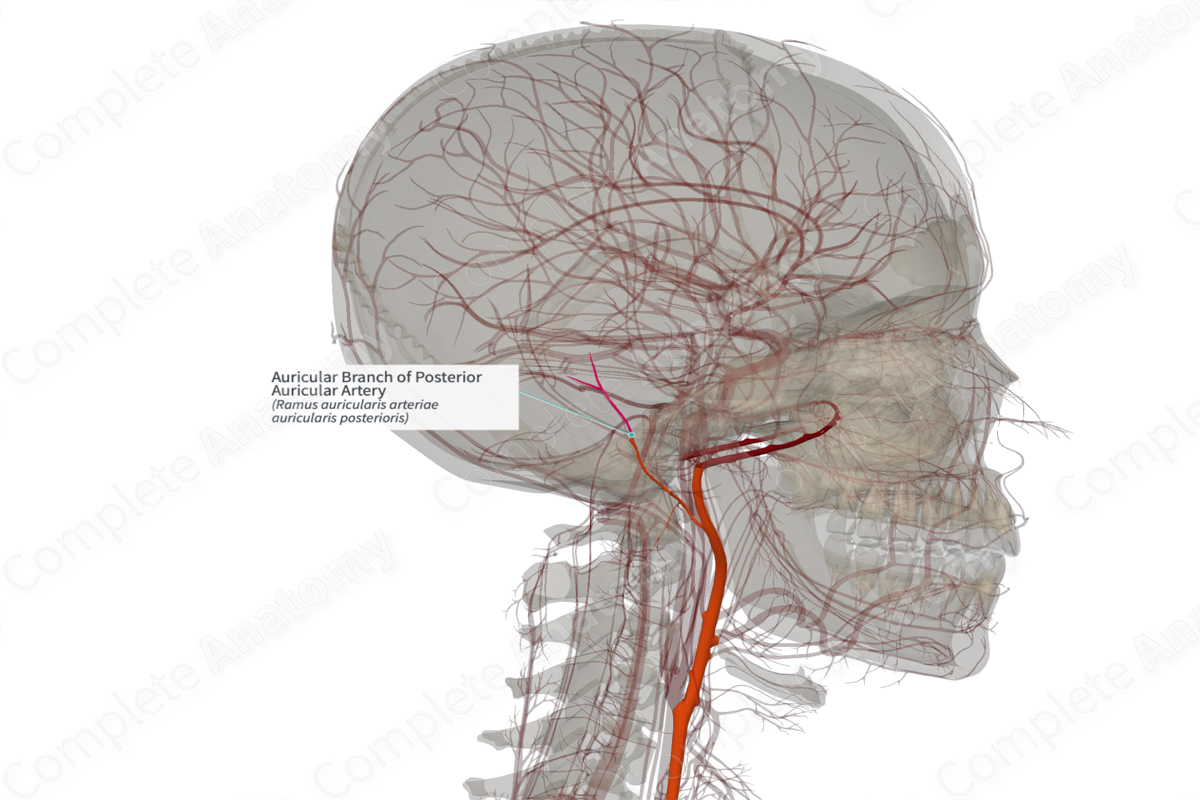 Auricular Branch of Posterior Auricular Artery (Left)