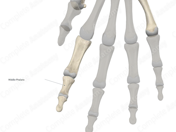 Middle Phalanx of Index Finger 