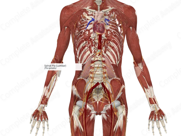 Spinal Pia (Lumbar)