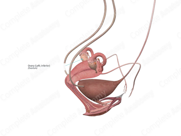 Ovary (Left; Inferior)