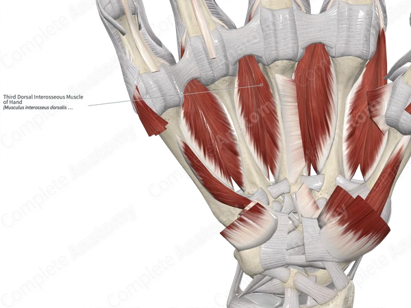 Third Dorsal Interosseous Muscle of Hand