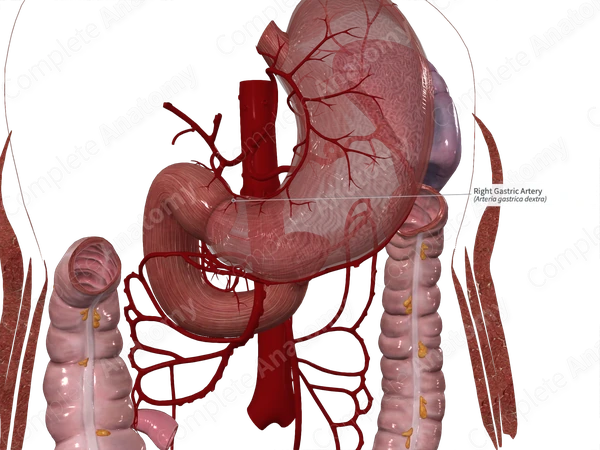 Right Gastric Artery