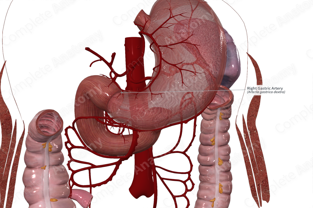 Right Gastric Artery