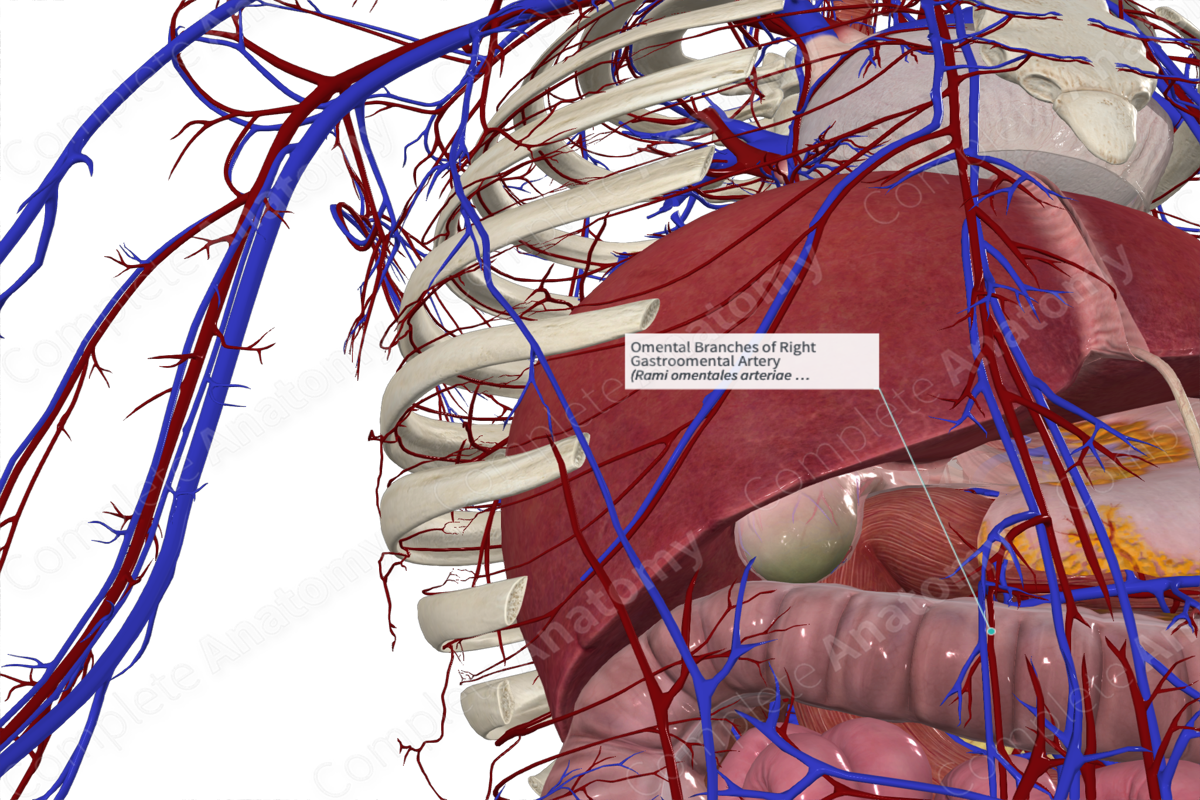 Omental Branches of Right Gastroomental Artery