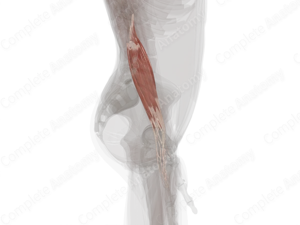Muscles of Forearm (Left)