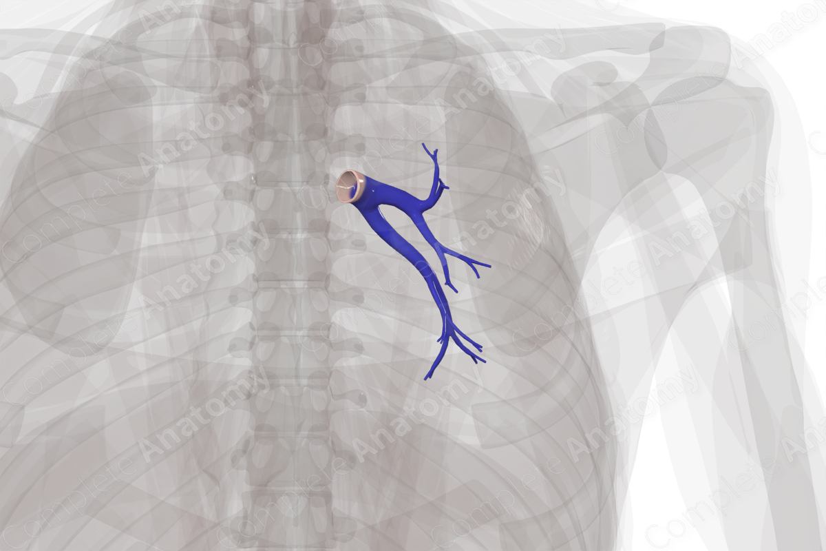 Pulmonary Arteries of Left Lung