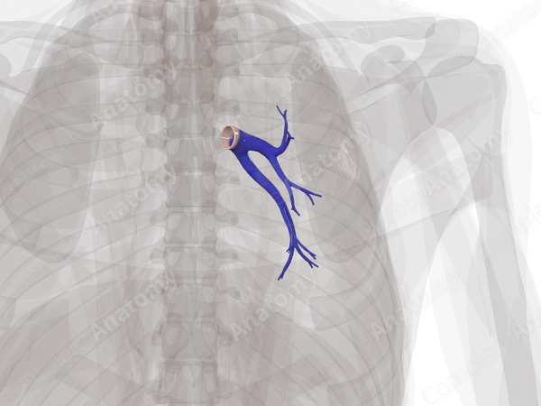Lung visual data 7