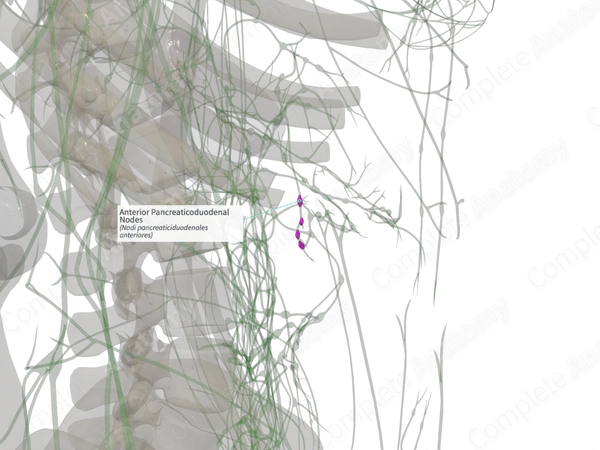 Anterior Pancreaticoduodenal Nodes