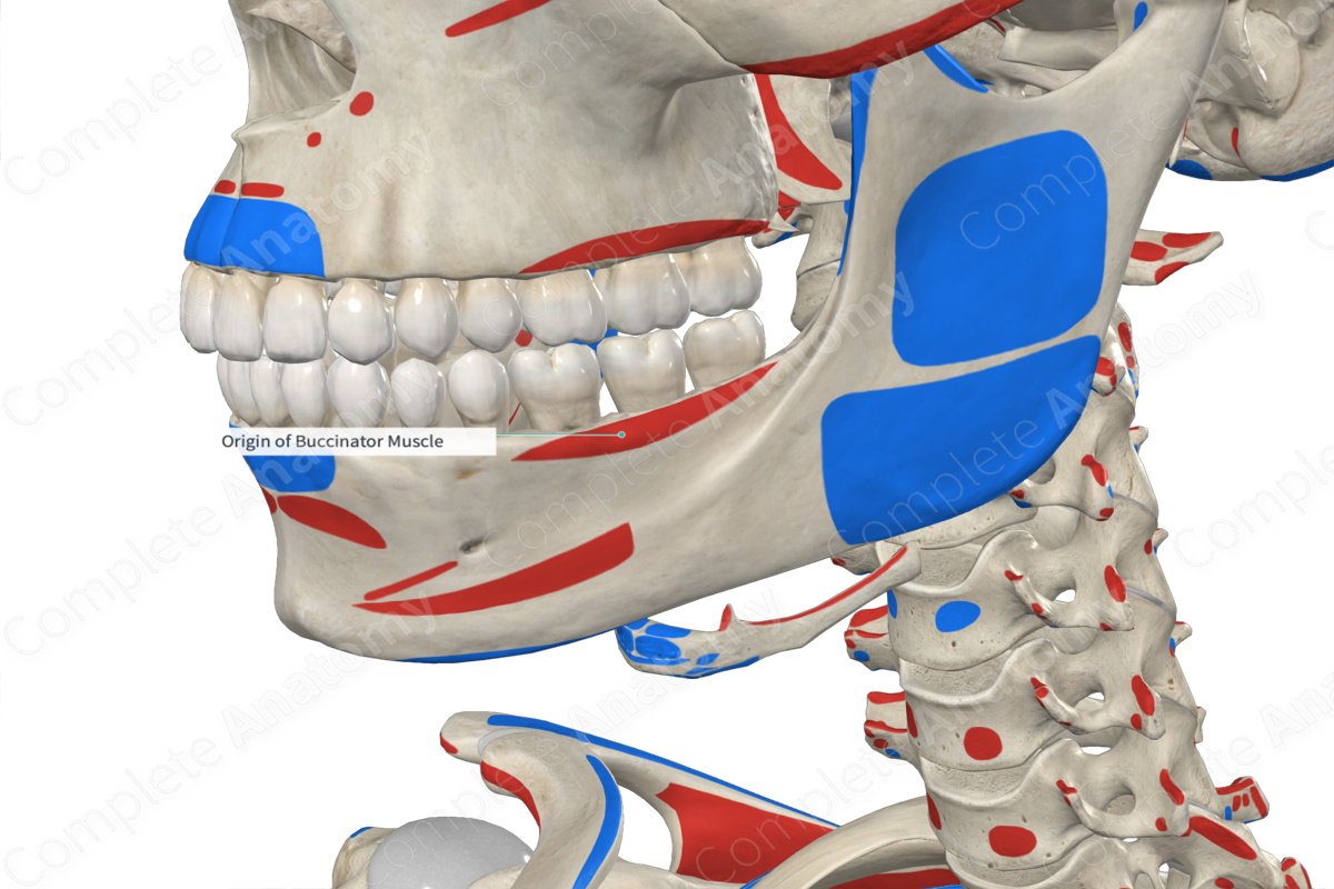 Origin of Buccinator Muscle | Complete Anatomy