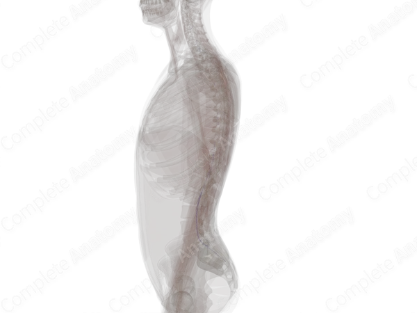Anterior Segmental Medullary Veins