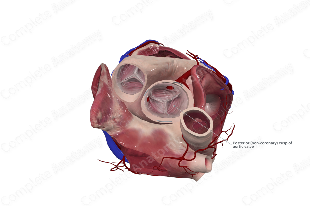 Noncoronary Leaflet