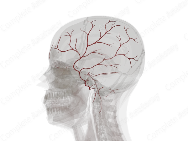 Arteries of Meninges & Cranium (Left)