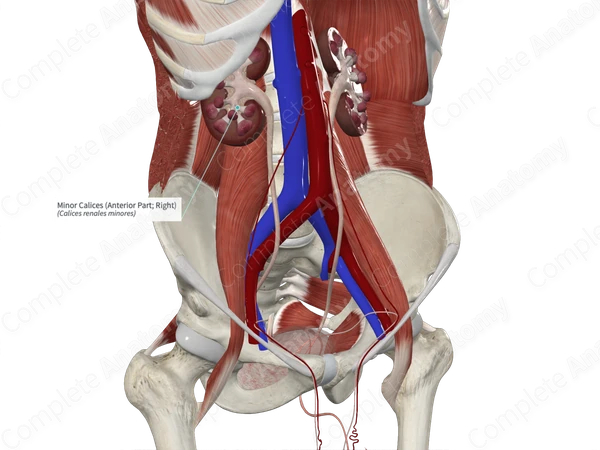 Minor Calices (Anterior Part; Right)