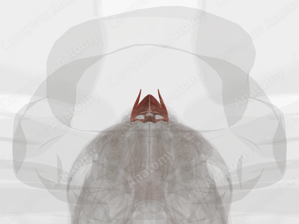 Nasal Muscles