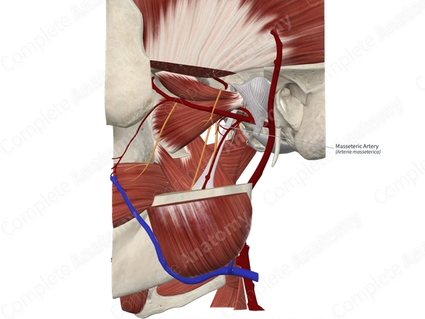 Masseteric Artery 