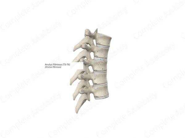 Anulus Fibrosus (T5-T6)
