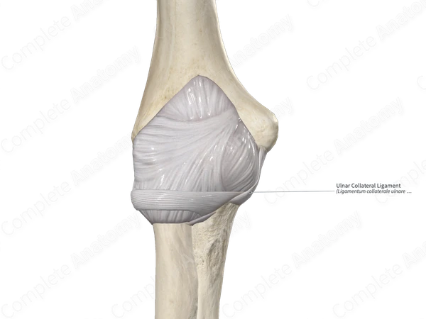 Ulnar Collateral Ligament