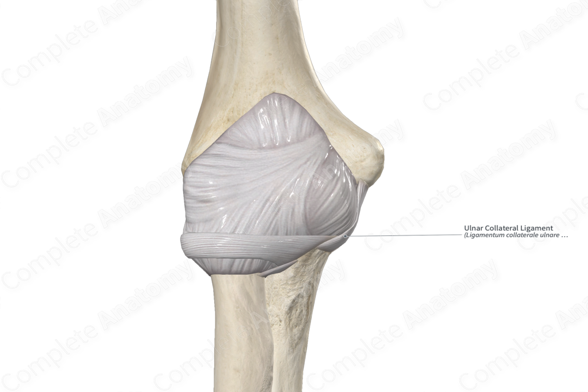 Ulnar Collateral Ligament 