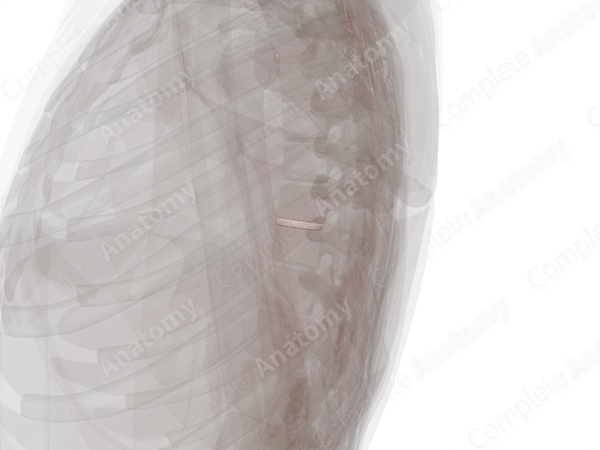 Intervertebral Disc (T8-T9)