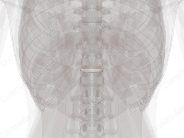 Intervertebral Disc (T11-T12)