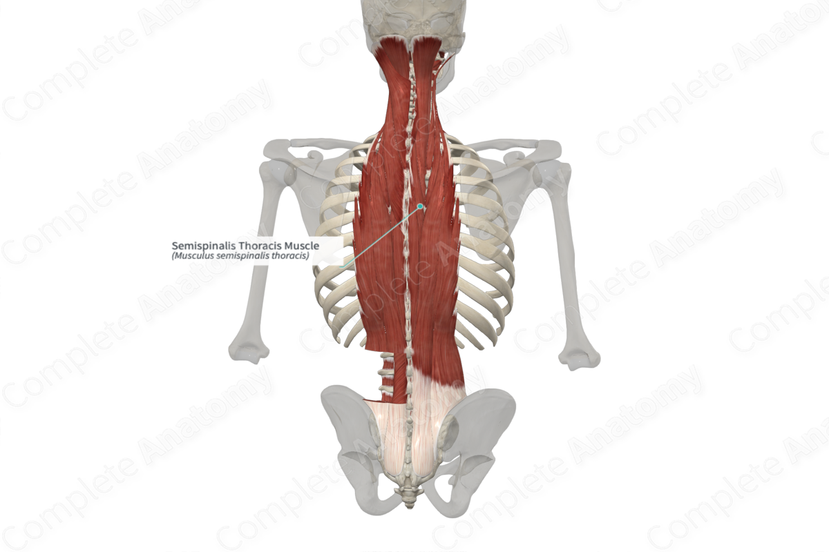 Semispinalis Thoracis Muscle 