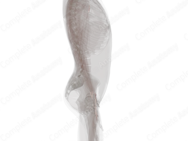 Tendon Sheaths of Upper Limb (Left)