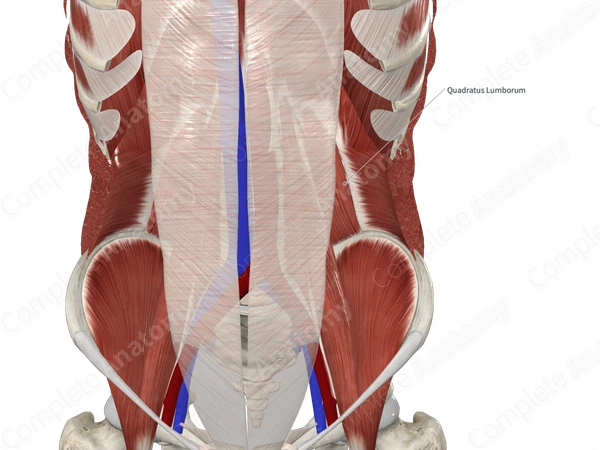 Quadratus Lumborum Joint Crossed