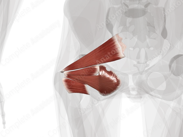 Deep Gluteal Muscles (Left)