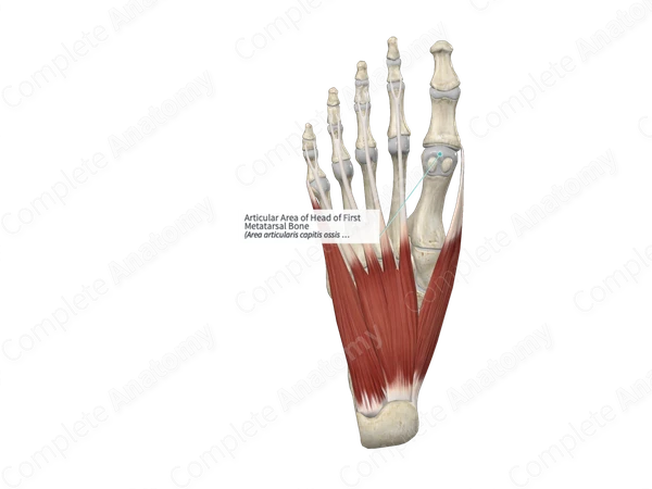 Articular Area of Head of First Metatarsal Bone 
