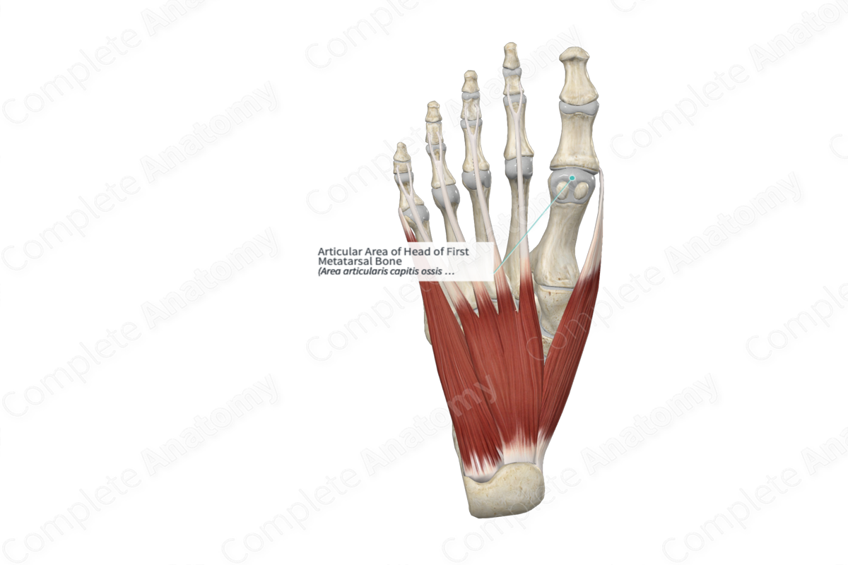 Articular Area of Head of First Metatarsal Bone 
