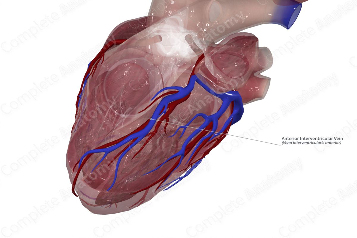 Anterior Interventricular Vein