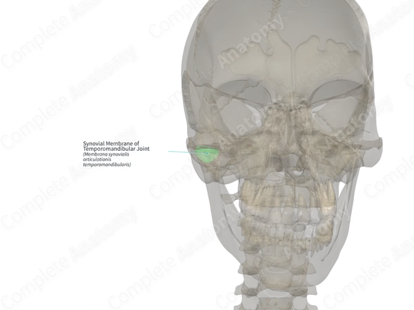 Synovial Membrane of Temporomandibular Joint (Left)