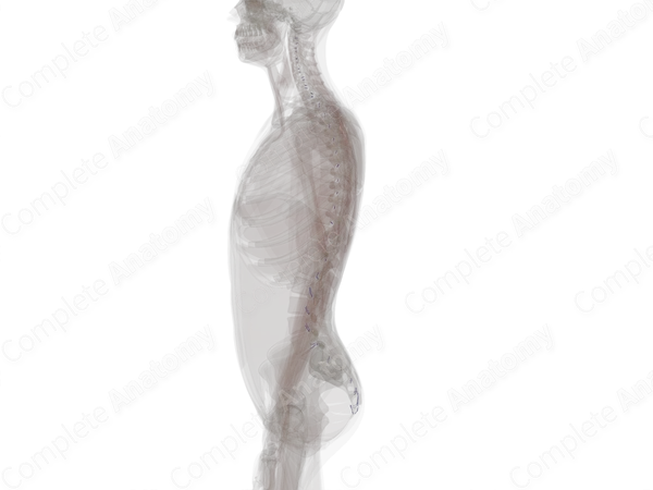Intervertebral Veins