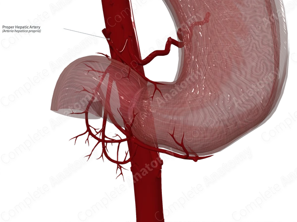 Proper Hepatic Artery